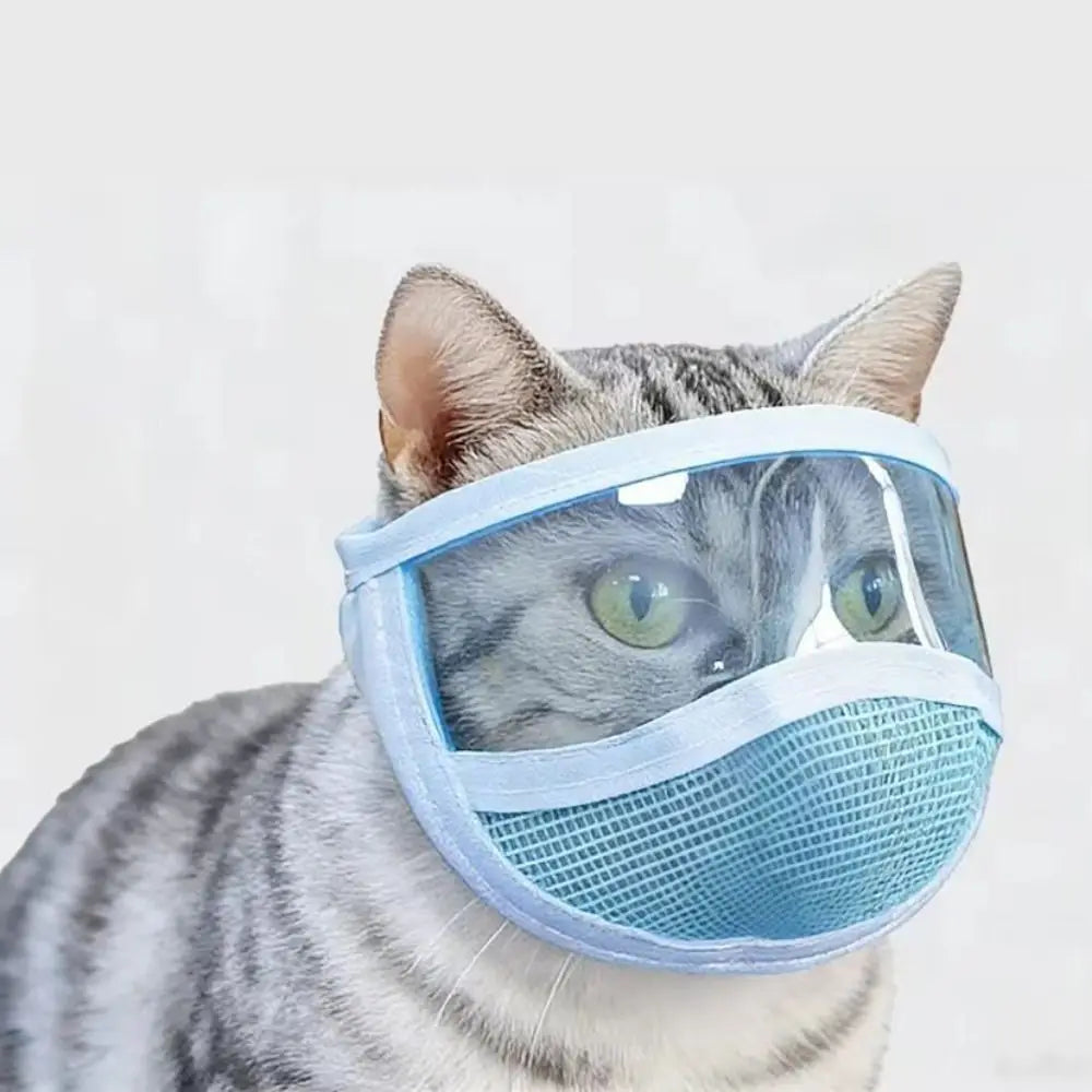 Gato gris usando un bozal transparente azul con malla de ventilación.