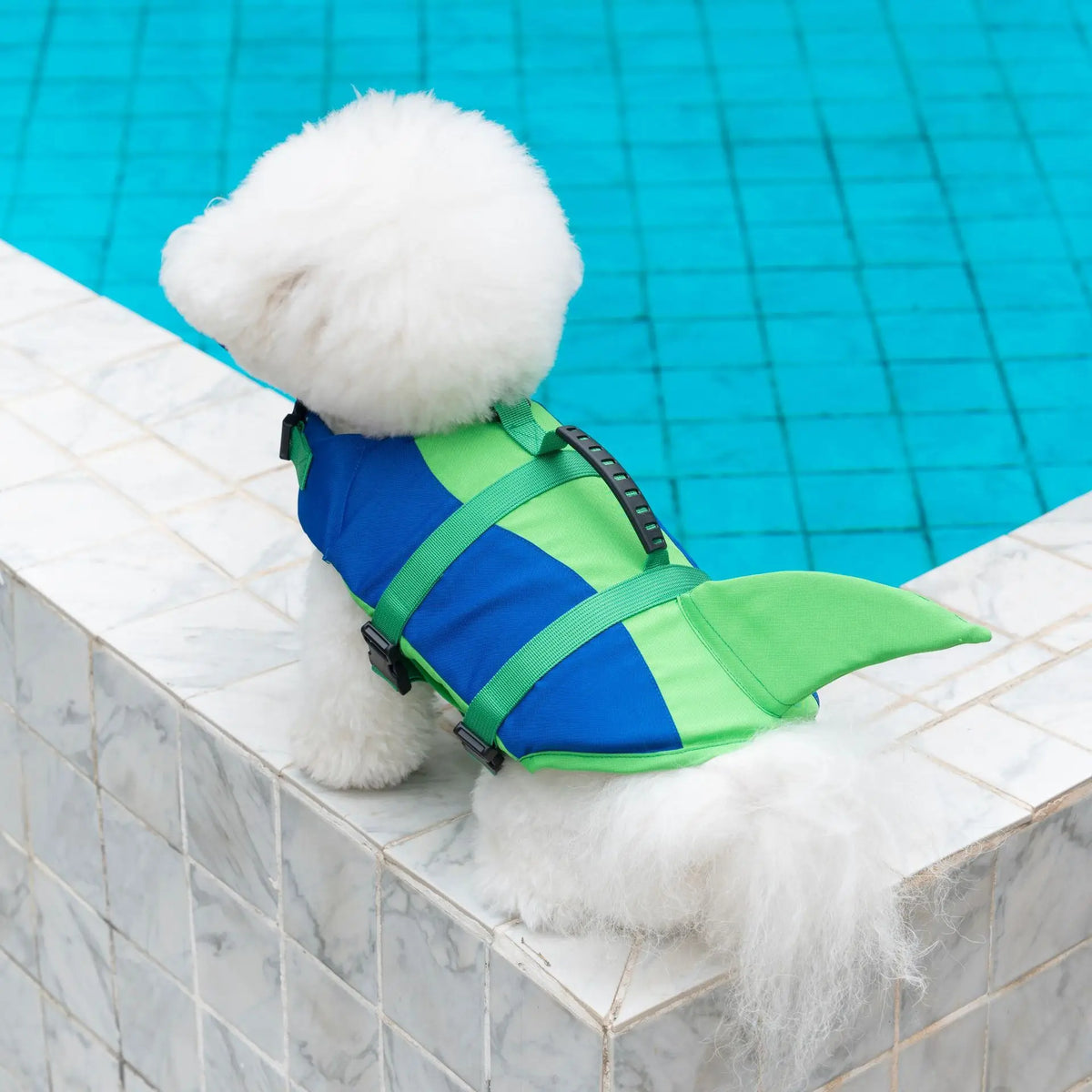 Perro blanco visto de espaldas usando un chaleco salvavidas azul y verde con aleta junto a una piscina.