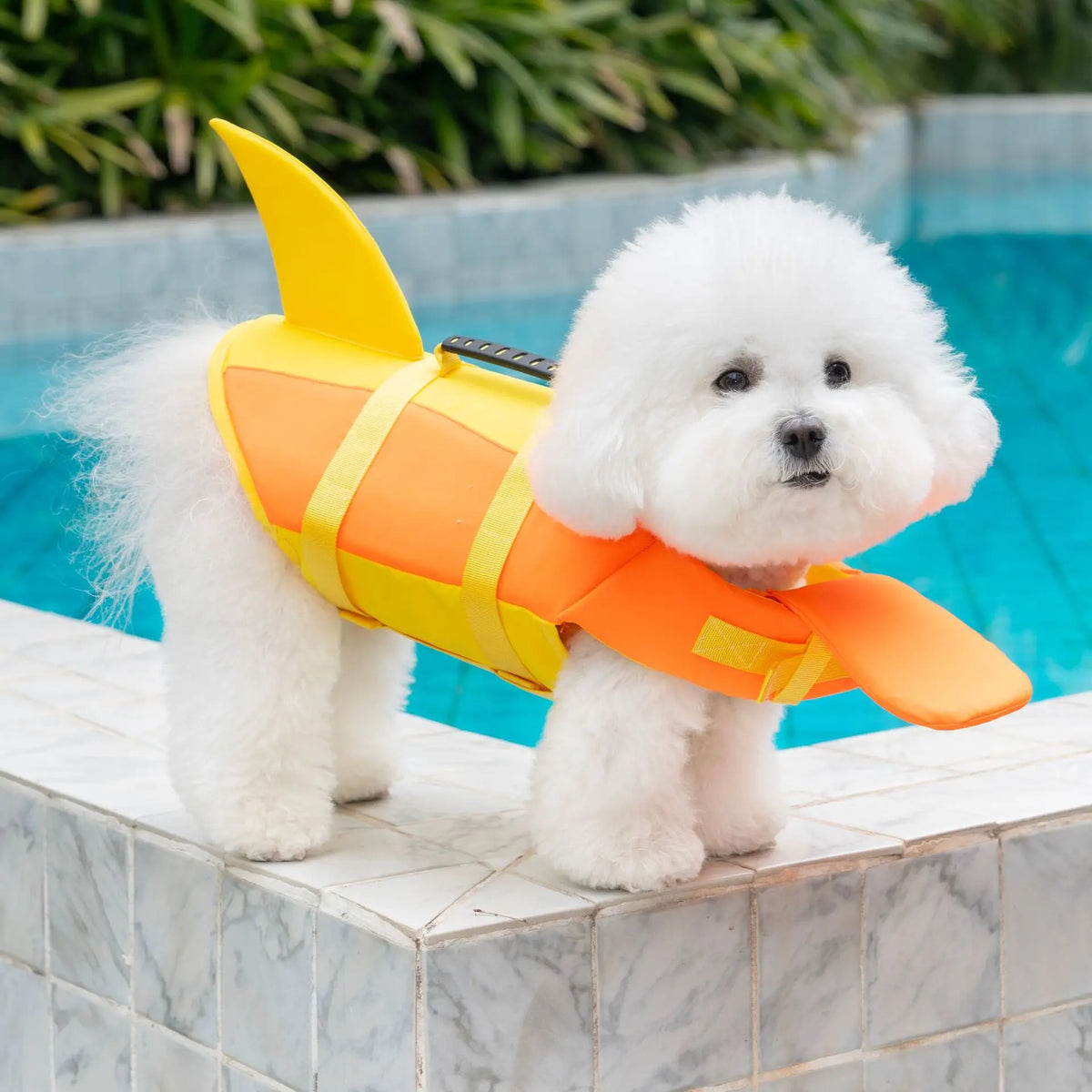 Perro blanco usando un chaleco salvavidas ajustable naranja y amarillo con aleta junto a una piscina.